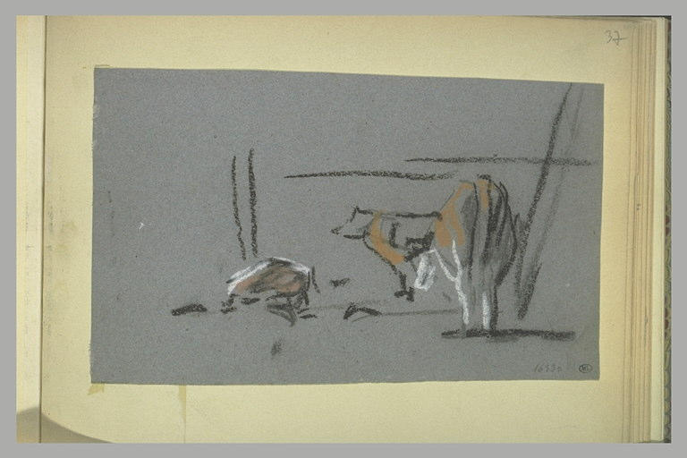 Etude de vaches_0