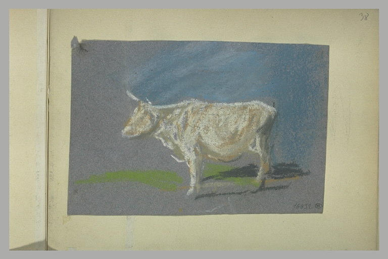 Vache, de profil à gauche_0