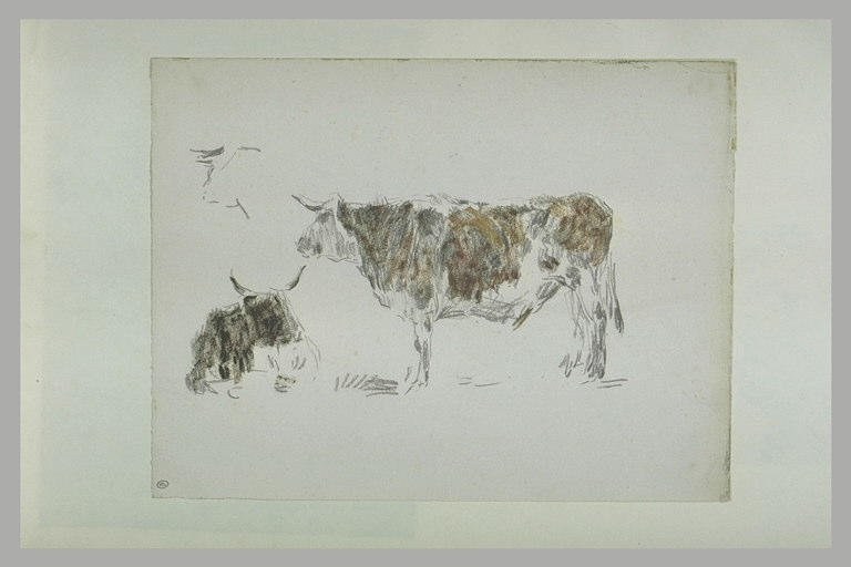 Etude de vaches_0