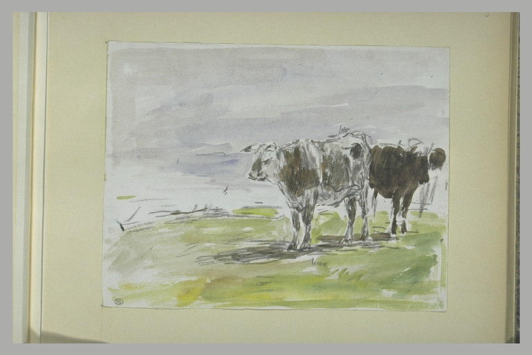 Deux vaches, debout, dans un pré_0