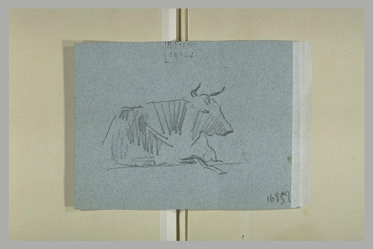 Une vache couchée_0