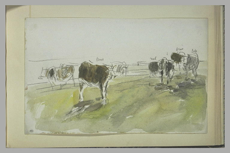 Vaches dans une prairie_0
