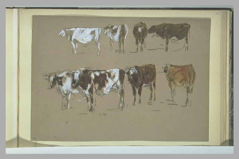 Etudes de vaches_0
