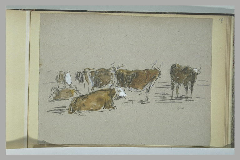 Etudes de vaches_0