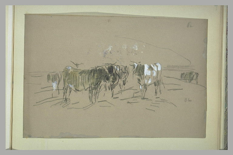 Groupe de vaches debout_0