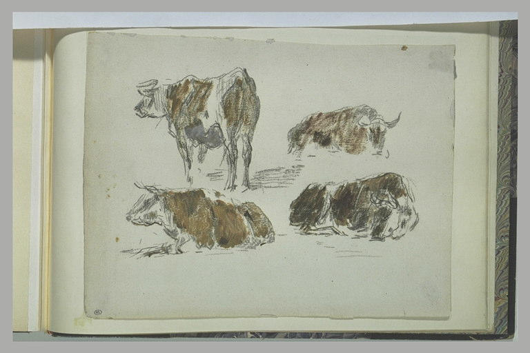 Etudes de boeufs et de vaches_0
