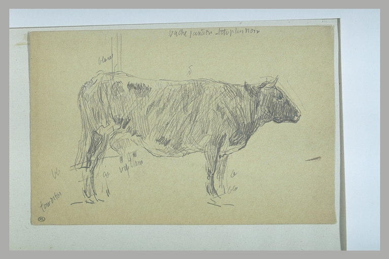 Vache, debout, vue de profil_0