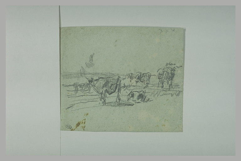 Troupeau de bovidés_0