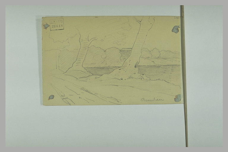 Grands arbres au bord de la mer_0