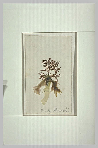 Planche d'herbier_0