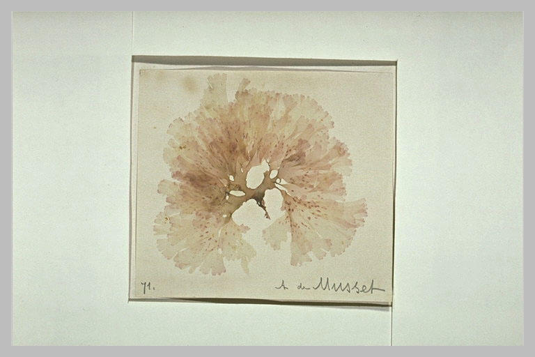 Planche d'herbier_0