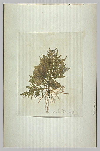 Planche d'herbier_0