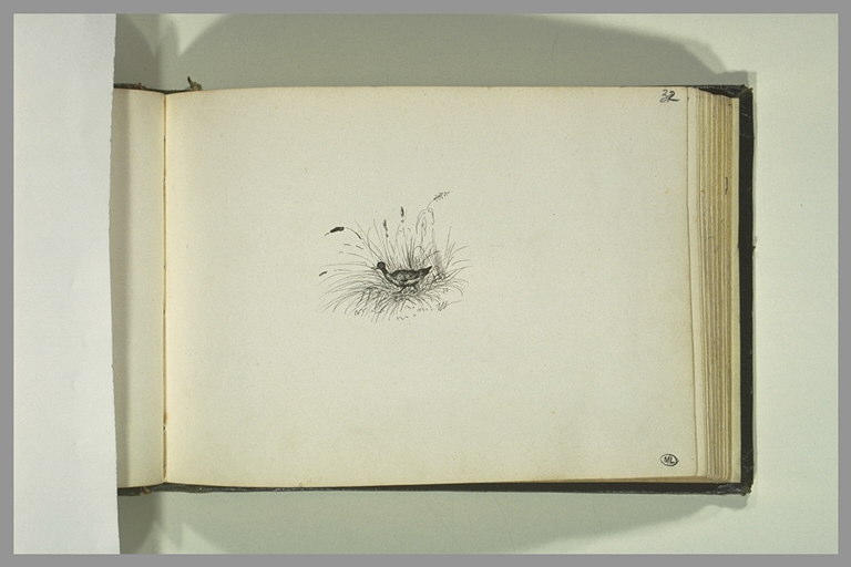 Canard dans des joncs_0