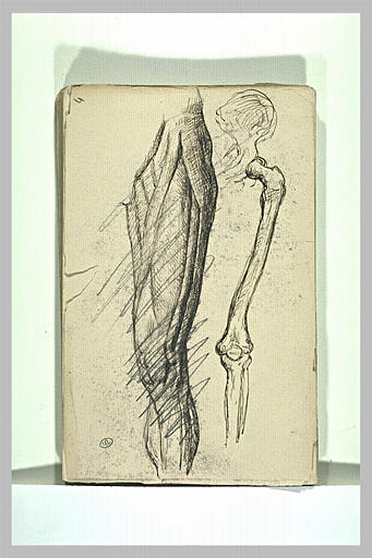 Etude d'ossature, et étude myologique d'une jambe gauche_0