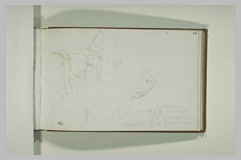 Tête de bovidé ; notes manuscrites_0