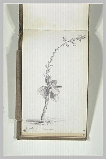 Etude d'un plante grasse_0