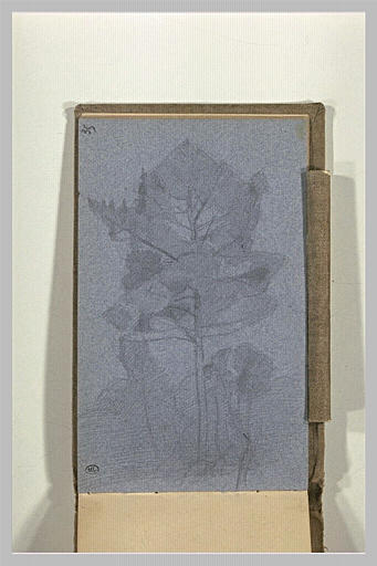 Arbres_0