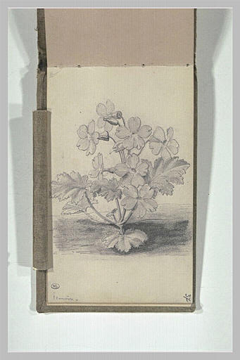 Primevères_0