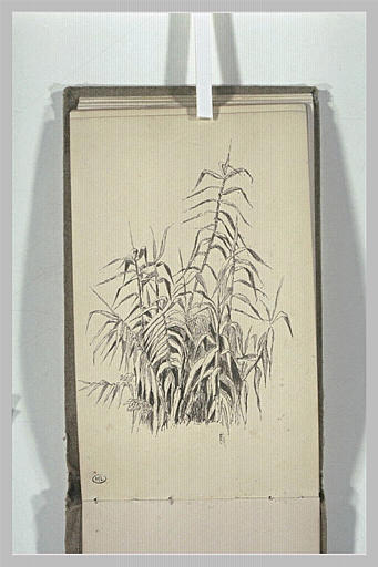 Plantes_0