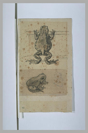 Trois études de crapaud_0