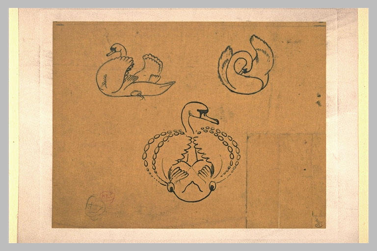 Feuille d'études avec trois cygnes, de face, de profil à gauche_0