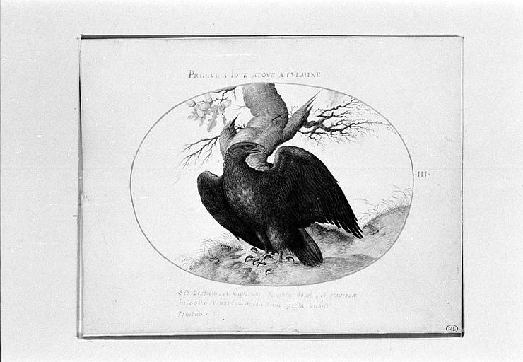 Aigle devant un chêne, ailes déployées, dans un encadrement ovale_0