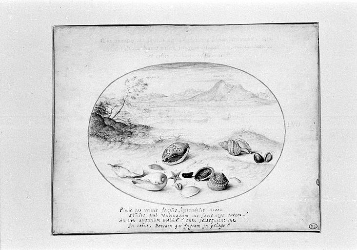 Coquillages avec vue de Naples et du Vésuve au fond_0