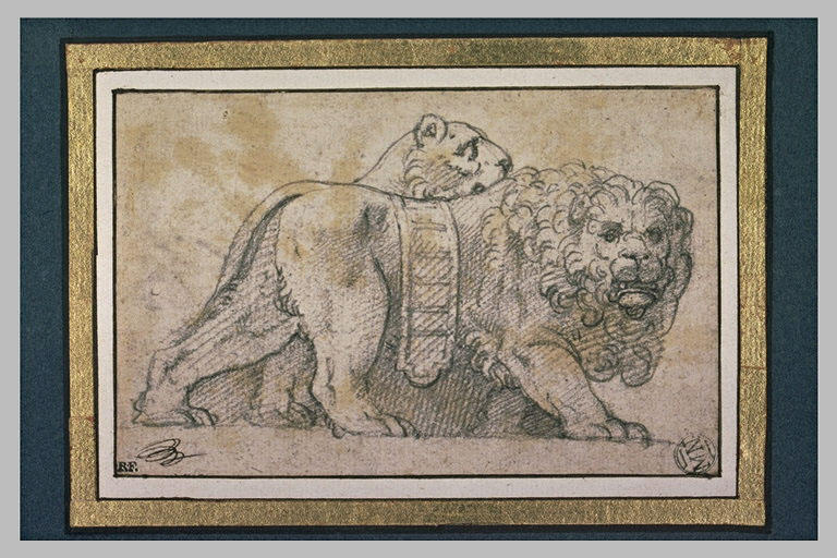 Un lion et une lionne debout, marchant vers la droite_0