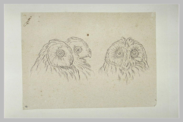 Etudes de trois têtes de chat-huant_0