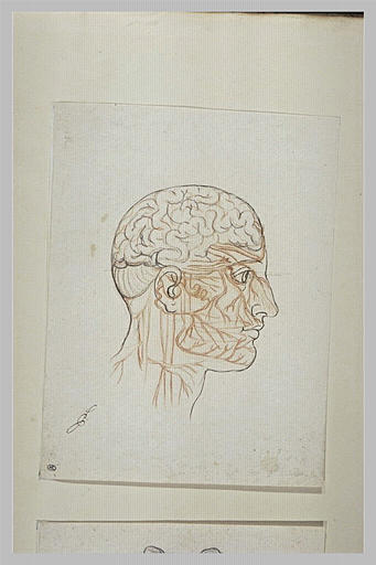 Système nerveux du cerveau de l'homme_0