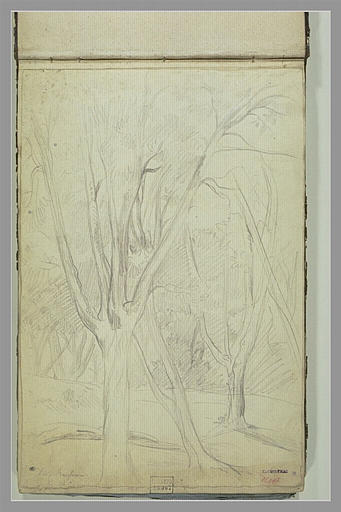 Arbres dans les jardins de la Villa Borghèse_0