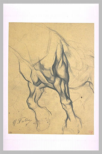 Etude musculaire des jambes avant d'un cheval dans l'effort_0