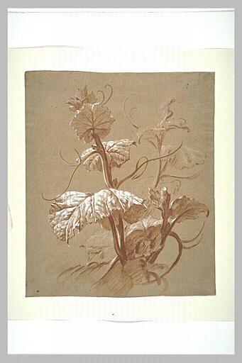 Etude de plante_0