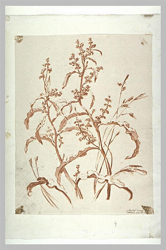 Etude de plante_0