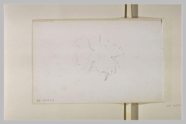 Étude d'une feuille de vigne_0