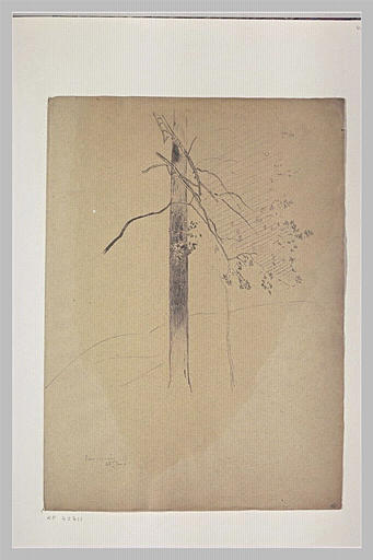 Tronc d'arbre : Basses-Pyrénées_0