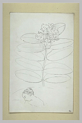 Branche de mille-pertuis et tête de femme_0