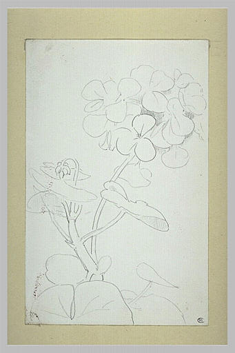 Géranium_0