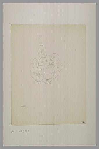 Touffe de cyclamen_0