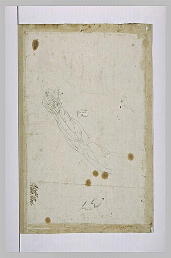 Etude anatomique d'un bras_0