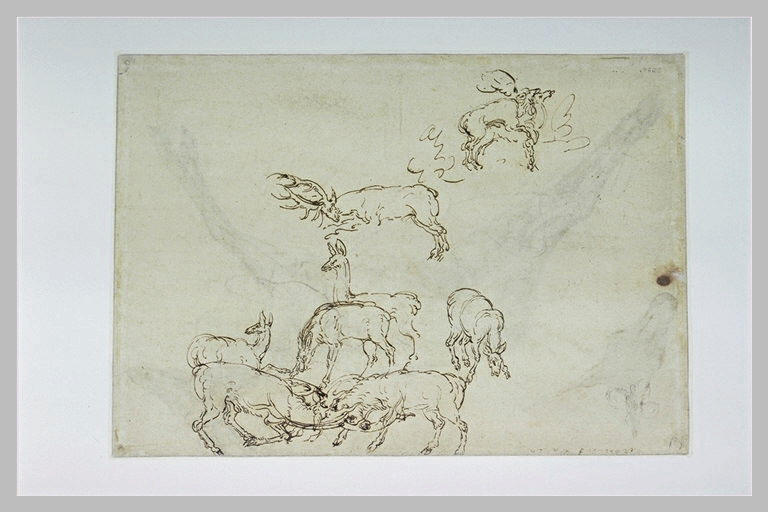 Deux cerfs combattant, cerf et biche accouplés, quatre biches et un cerf_0