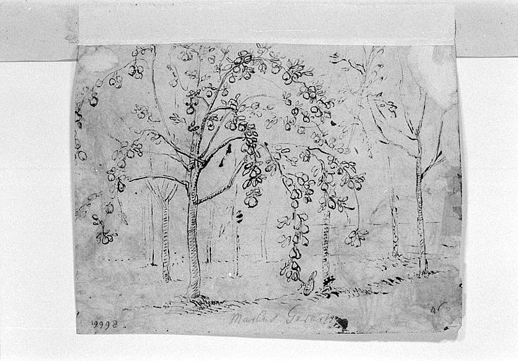 Etudes d'arbres fruitiers_0