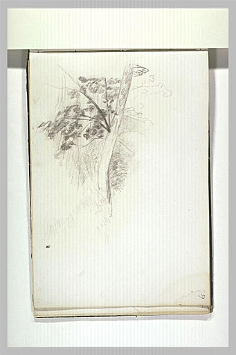 Etude d'arbre_0