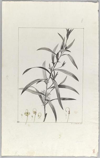 Une plante du jardin de Cels : embothrum salicifolium, Pierre Joseph Redoute, 18e siècle, 19e siècle