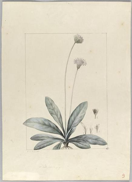 Une plante du jardin de Cels : chaptalia tomentosa, Pierre Joseph Redoute, 18e siècle, 19e siècle