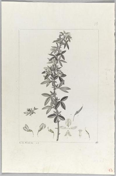 Une plante du jardin de Cels : cytisus proliferus, Pierre Joseph Redoute, 18e siècle, 19e siècle