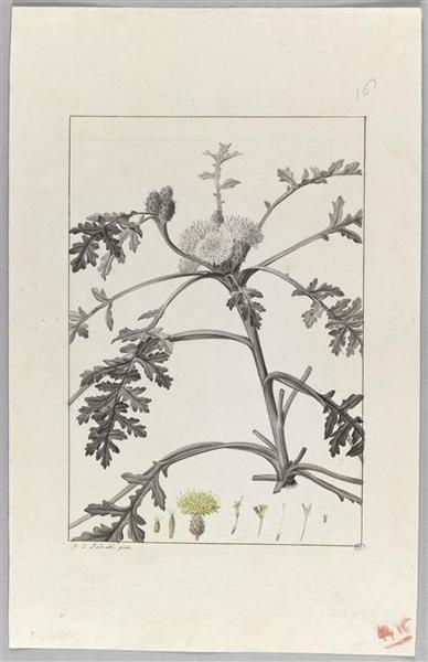 Une plante du jardin de Cels : centaurea prolifera, Пьер-Жозеф Редуте