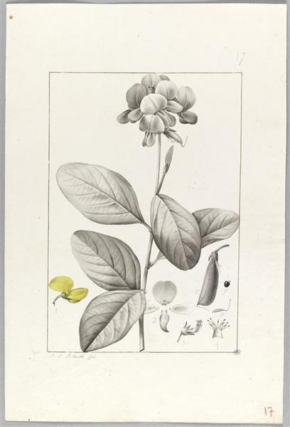 Une plante du jardin de Cels : crotalaria semperflorens, Pierre Joseph Redoute, 18e siècle, 19e siècle