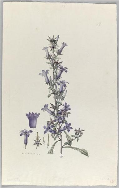 Une plante du jardin de Cels : campanula tomentosa, Пьер-Жозеф Редуте