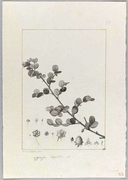 Une plante du jardin de Cels : agyneja impubes, Pierre Joseph Redoute, 18e siècle, 19e siècle